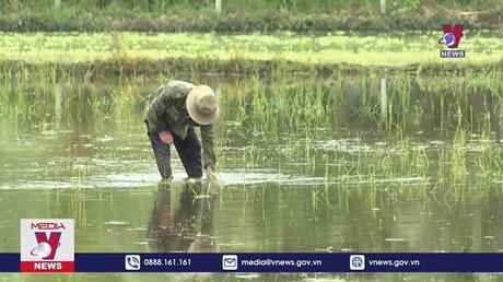 Nhiều hộ nông dân Trà Vinh bỏ vụ sản xuất lúa Thu Đông
