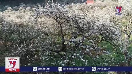 Ngỡ ngàng sắc mận nở sớm trên cao nguyên Mộc Châu