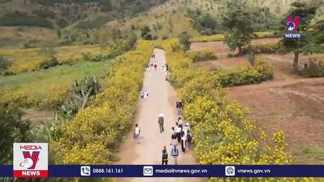 Gia Lai tưng bừng khai mạc Tuần lễ Hoa Dã quỳ