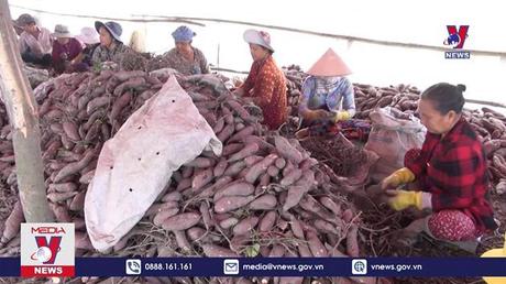 Khoai lang và tổ yến sẽ được xuất khẩu chính ngạch đi Trung Quốc