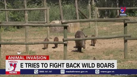  Lợn rừng xâm chiếm nhiều thành phố châu Âu