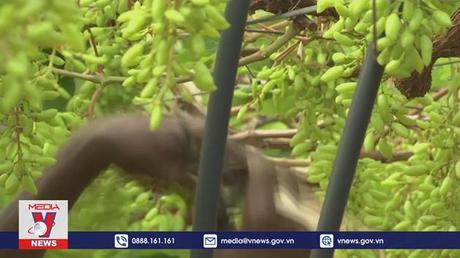 Canh tác tự nhiên – Giải pháp cho nông nghiệp Ấn Độ