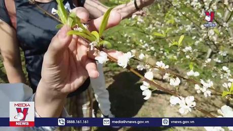 Mộc Châu trở thành điểm đến thiên nhiên hàng đầu thế giới 