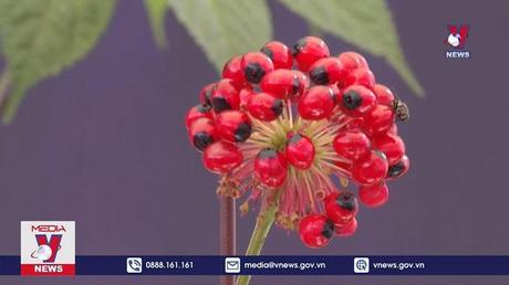 Xúc tiến đầu tư phát tiển sâm Lai Châu