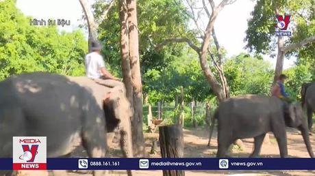 Đắk Lắk chi 55 tỷ đồng chấm dứt du lịch cưỡi voi