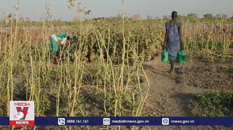 Ai Cập đưa ra sáng kiến về ứng phó với khí hậu