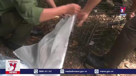 Phóng sinh 25 con nhím về rừng tự nhiên