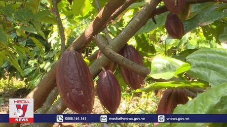 Hồi sinh cây ca cao ở Bà Rịa-Vũng Tàu