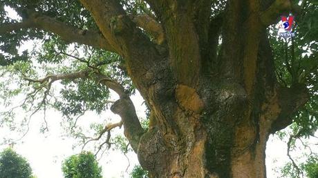 Hành trình Việt 217: “Cụ Xoài” – Cây di sản trên 300 tuổi ở Bạc Liêu