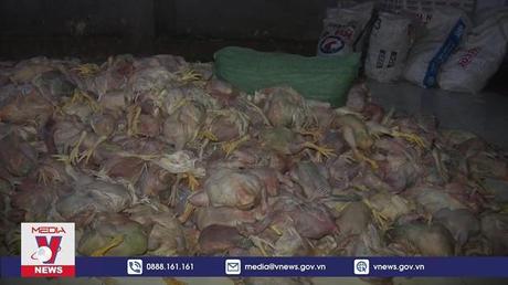 Bắt quả tang cơ sở giết mổ 2,2 tấn gà chết 