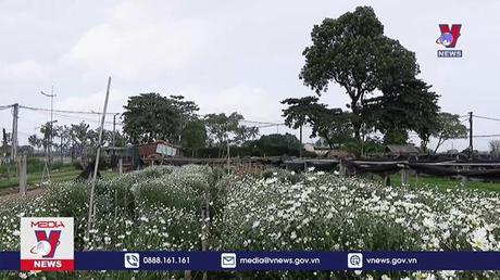 Cúc họa mi vào vụ 