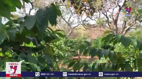 Sét đánh khiến 3 người thương vong tại Bình Phước