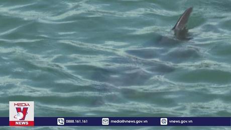 Quảng Ninh: Cá heo bơi vào vùng biển huyện Cô Tô
