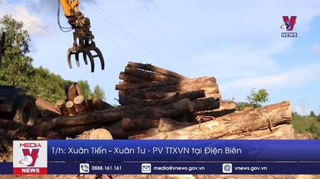 Bắt Giám đốc doanh nghiệp khai thác rừng phòng hộ trái phép tại Điện Biên