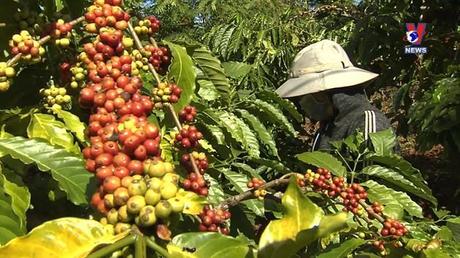 Học Bác mỗi ngày: Bác Hồ với Tây Nguyên