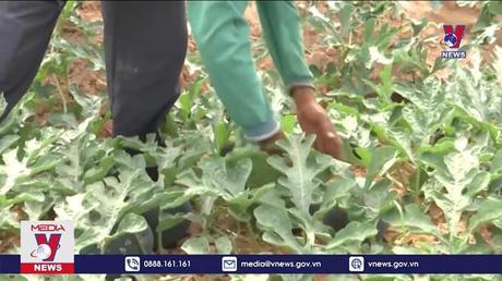 Bản tin Thời sự 11h ngày 20/11/2022