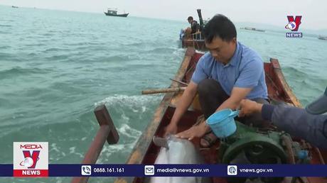 Quảng Ninh giải cứu thành công cá heo mắc cạn