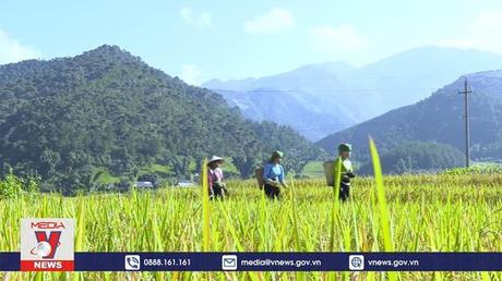 Phim tài liệu: Mùa cốm về trên bản Thái Mường La