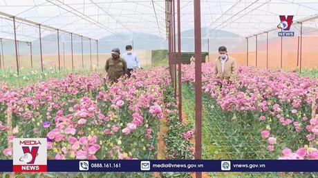 Đà Lạt cung ứng gần 200 triệu cành hoa cho thị trường Tết