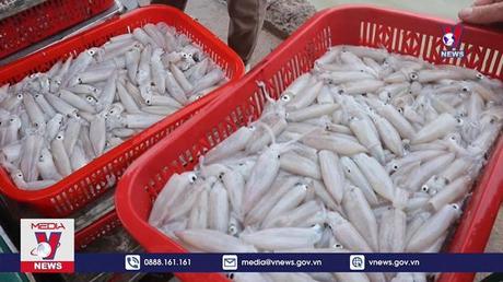 Ngư dân Quảng Trị trúng đậm hải sản 