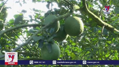 4 vùng trồng bưởi của Bà Rịa-Vũng Tàu được phép xuất khẩu đi Mỹ 
