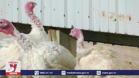 Cúm gia cầm bùng phát nghiêm trọng tại Mỹ