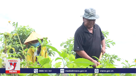 Hỗ trợ tạo sinh kế cho người trồng rừng tại Tây Nguyên