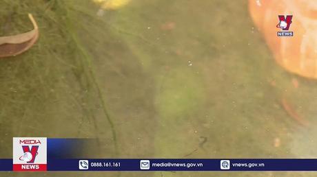 115 ca tử vong do sốt xuất huyết 