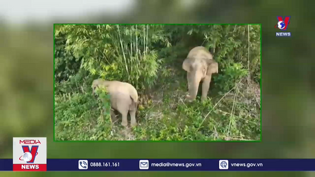 Voi rừng thường xuyên xuất hiện phá hoại hoa màu, nhà dân