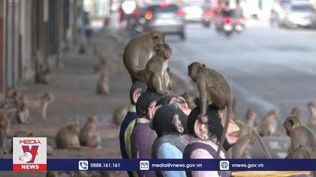 Đại tiệc buffet cho khỉ ở Thái Lan