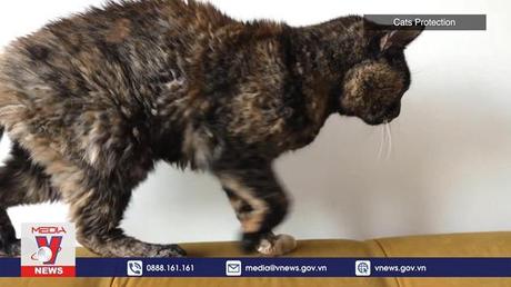 Mèo cao tuổi nhất thế giới lập kỷ lục Guinness