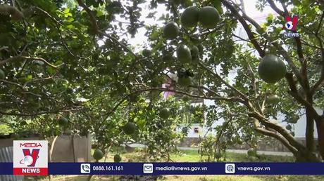 Bưởi da xanh vươn mình ra “biển lớn”