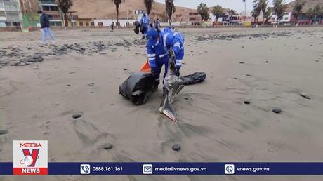 Dịch cúm gia cầm bùng phát tại Peru