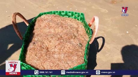 Ngư dân Quảng Trị được mùa ruốc