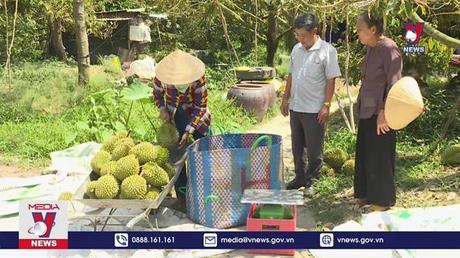 Cảnh báo tình trạng chặt cà phê trồng sầu riêng