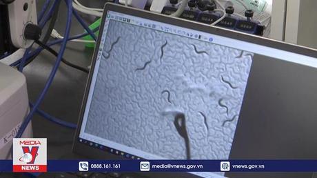 Dùng giun để phát hiện sớm ung thư tuyến tụy