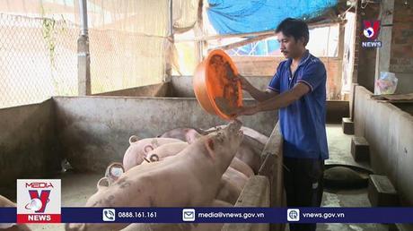 Bình Định nỗ lực tái đàn trước dịch bệnh và “bão giá” thức ăn chăn nuôi