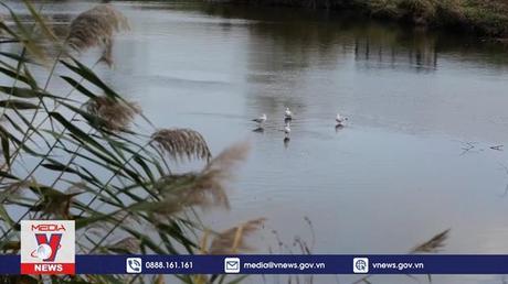 Dịch cúm gia cầm đe dọa Giáng sinh tại Anh