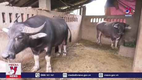 Lào Cai rét đậm, rét hại, Sa Pa lạnh 9,2 độ C