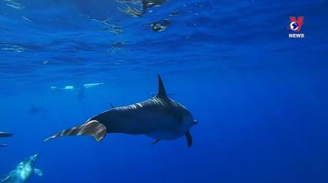 Thông điệp lịch sử: Ủy ban cá voi Quốc tế (IWC)