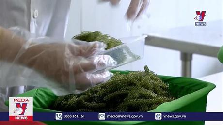 Tiềm năng phát triển ngành rong biển Việt Nam 