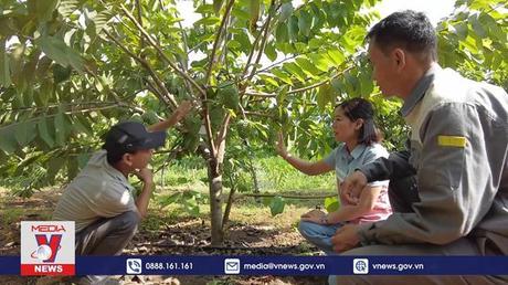 Những trái na sầu riêng đầu tiên trên vùng đất Tây Bắc
