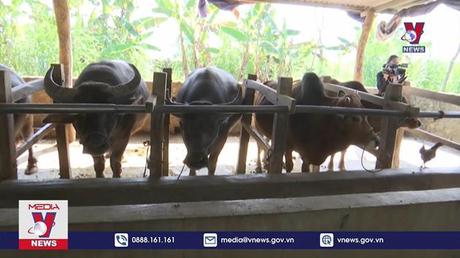 Sơn La phòng, chống đói rét cho đàn vật nuôi 