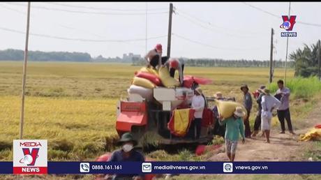Tiền Giang trúng mùa, trúng giá vụ lúa Thu đông