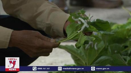 Trồng dâu nuôi tằm – Mô hình kinh tế mới ở Chư Sê