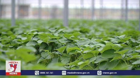 Hợp tác nông nghiệp thông minh Việt Nam - Hàn Quốc