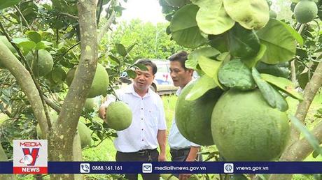 Liên kết phát triển Nông nghiệp ở Bình Dương