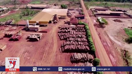 EU cấm nhập khẩu hàng hóa gây tàn phá rừng