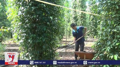 Tiêu đạt năng suất cao nhưng nông dân không mặn mà