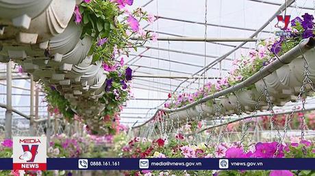 Làng hoa Mê Linh sẵn sàng tổ chức festival hoa đầu tiên